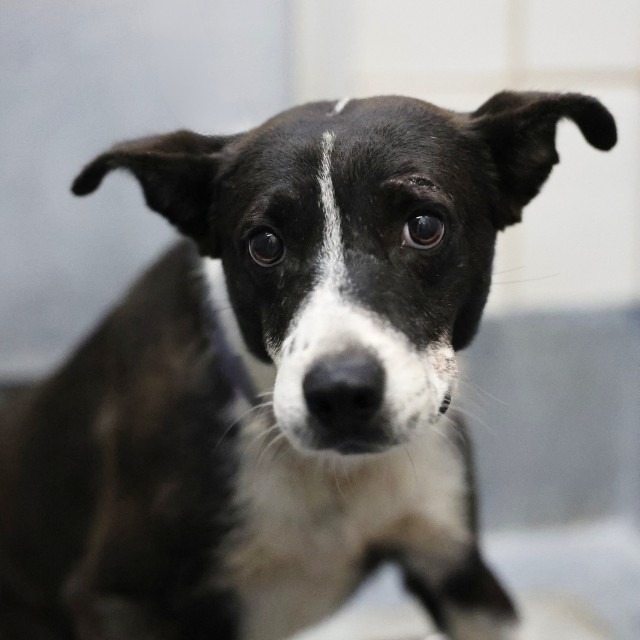 Albert, a Terrier (mix breed), available for adoption