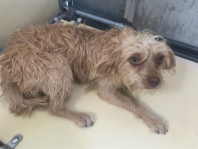 Aurora, a Terrier, available for adoption