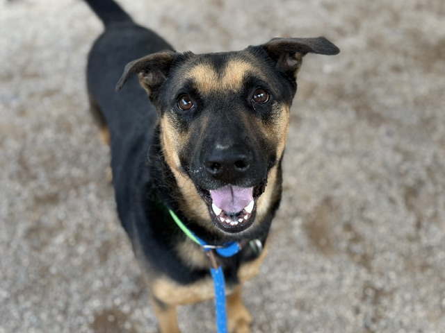 Jax, a German Shepherd (mix breed), available for adoption