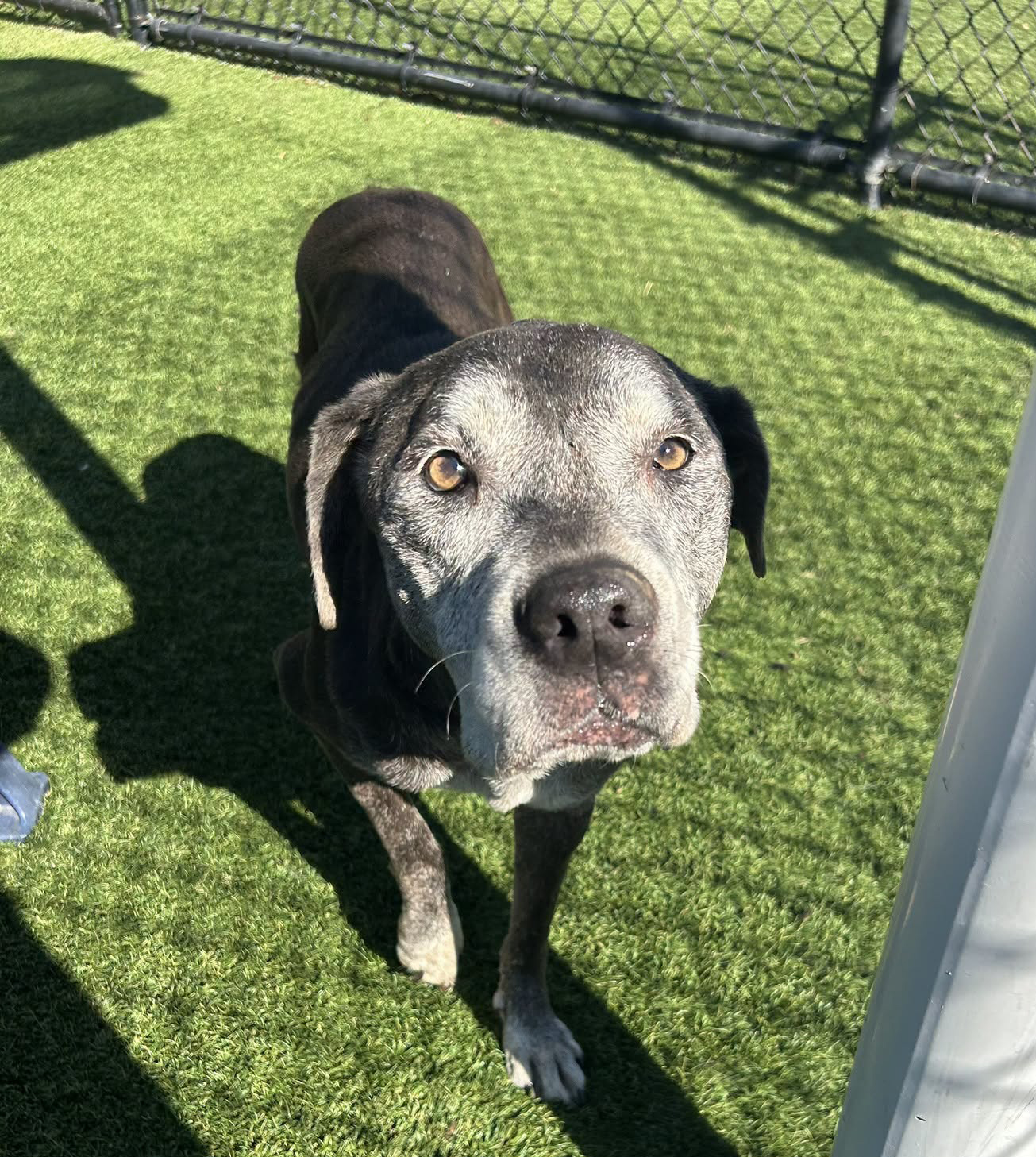 Bailey, a American Staffordshire Terrier (mix breed), available for adoption