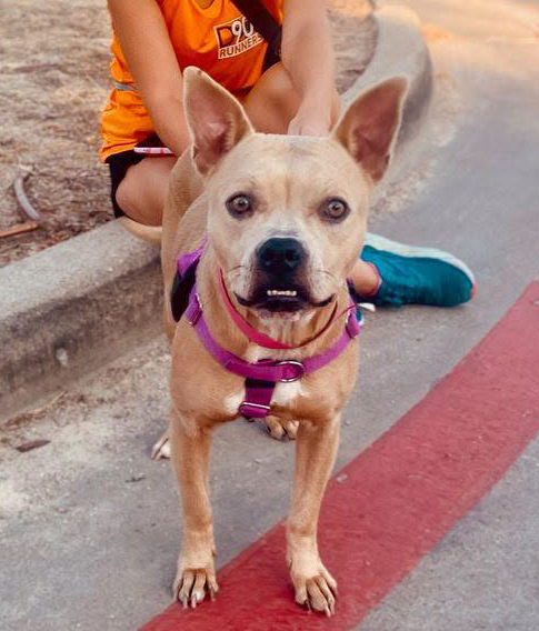 Sara, a Pit Bull Terrier (mix breed), available for adoption