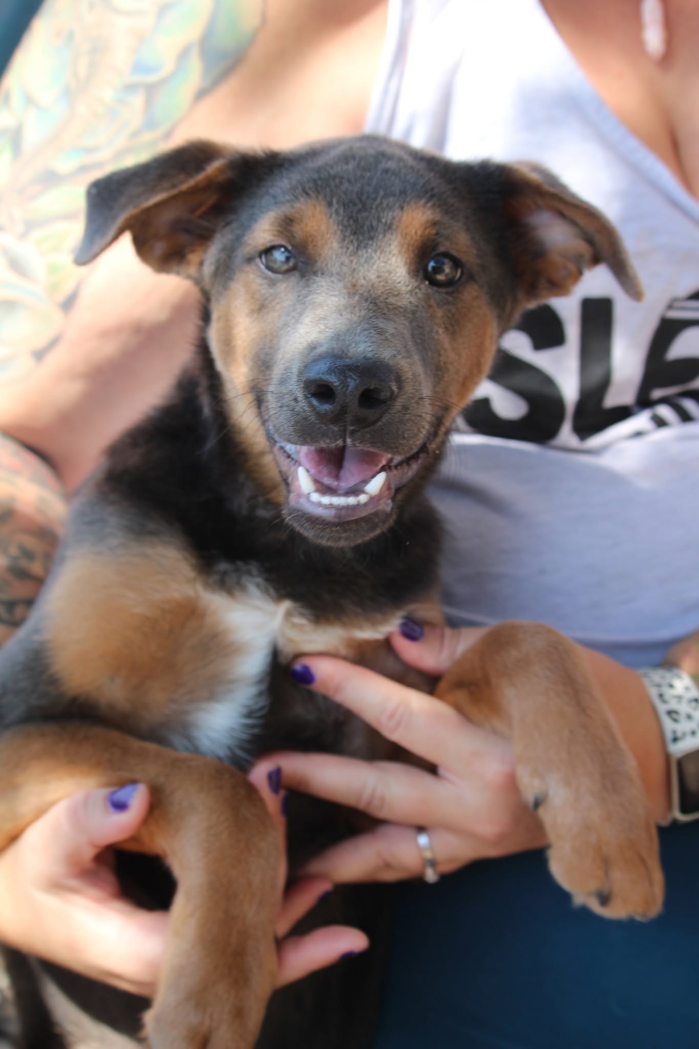Digit, a Black and Tan Coonhound (mix breed), available for adoption