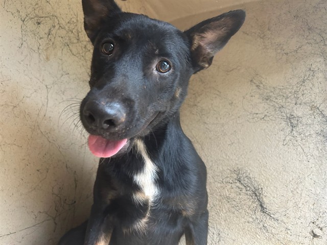 A480588, a German Shepherd (mix breed), available for adoption