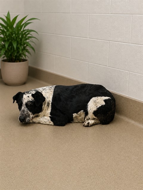 Lainey, a Lancashire Heeler, available for adoption