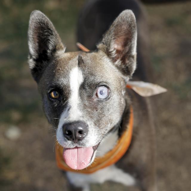 Billie, a Akita (mix breed), available for adoption