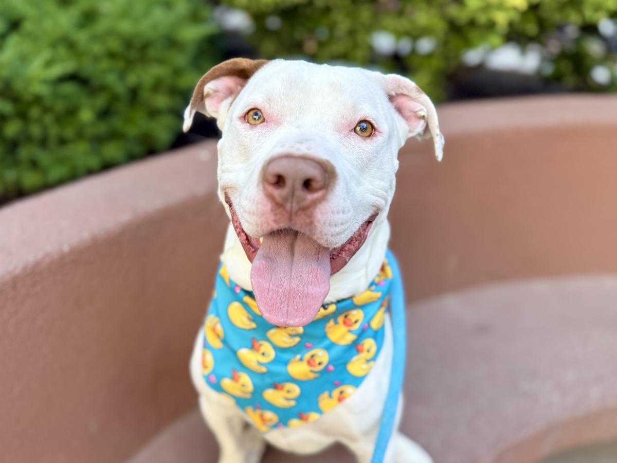 Shrub, a American Staffordshire Terrier, available for adoption