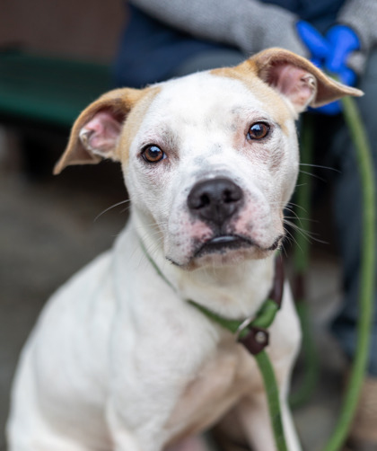 Roronoa, a American Staffordshire Terrier (mix breed), available for adoption