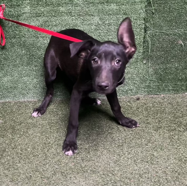 Yankee, a German Shepherd, available for adoption