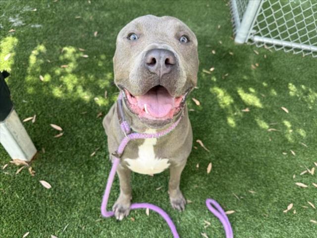 Kane, a Pit Bull Terrier, available for adoption