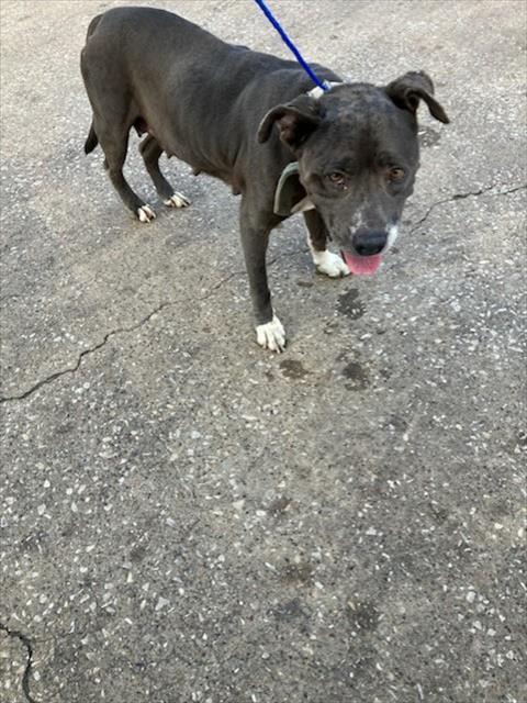 Sara, a Pit Bull Terrier, available for adoption
