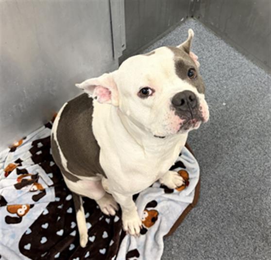 Dobie, a American Bulldog (mix breed), available for adoption