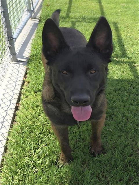 He-Man, a Dutch Shepherd, available for adoption