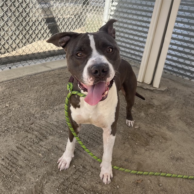 Onyx, a Pit Bull Terrier (mix breed), available for adoption