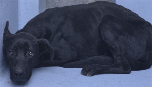 Mason, a Great Dane, available for adoption
