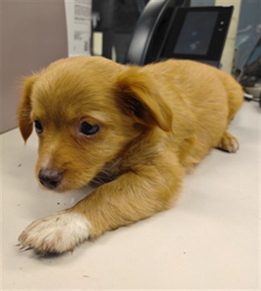 Teddy, a Chihuahua, available for adoption