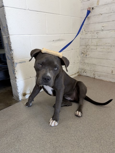 Athena, a Pit Bull Terrier (mix breed), available for adoption