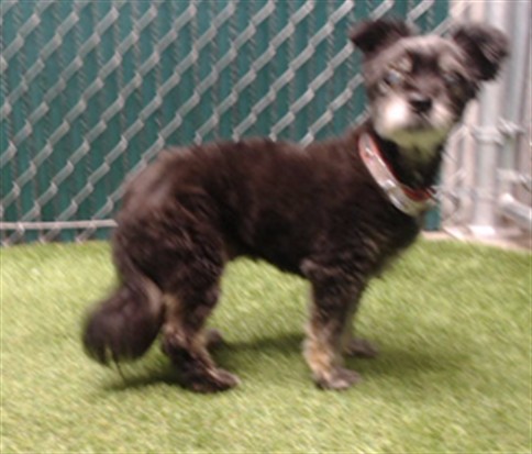 Bertha, a Terrier, available for adoption