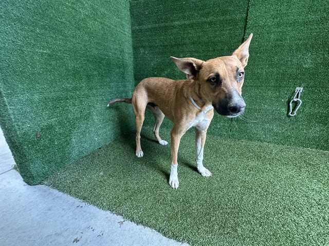 Peanut, a German Shepherd, available for adoption