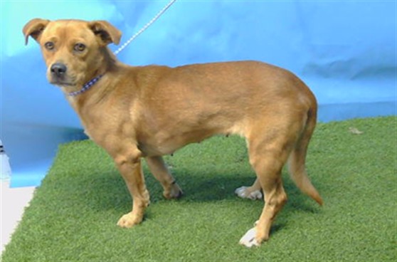 A5804371, a Terrier, available for adoption
