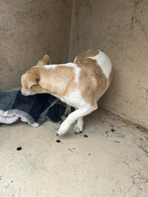 A481394, a Jack Russell Terrier (Parson Russell Ter (mix breed), available for adoption
