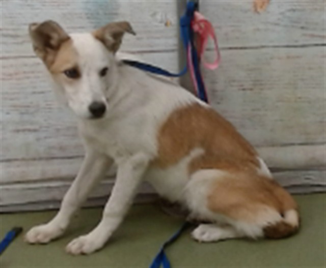 Marble, a Australian Shepherd (mix breed), available for adoption
