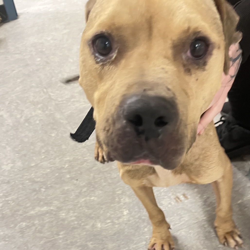 Limber, a American Staffordshire Terrier (mix breed), available for adoption