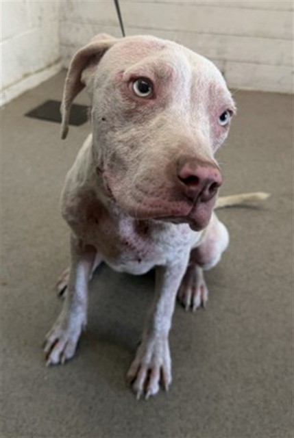 Coco, a Pit Bull Terrier (mix breed), available for adoption