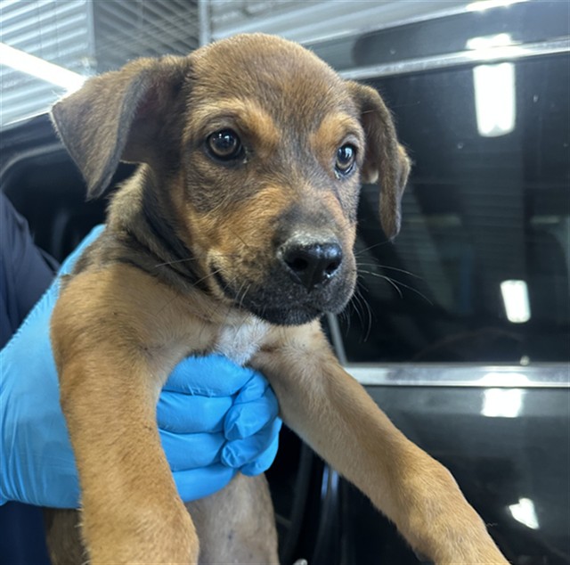 A035293, a Labrador Retriever (mix breed), available for adoption