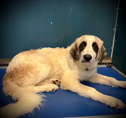Fabio, a Great Pyrenees, available for adoption