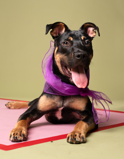 Tippy Tappy, a Terrier (mix breed), available for adoption