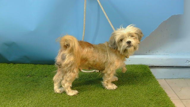 A5805588, a Terrier, available for adoption