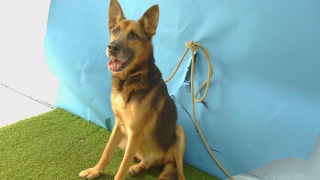 A5806307, a German Shepherd, available for adoption