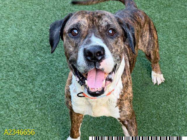 Bingo, a American Staffordshire Terrier (mix breed), available for adoption