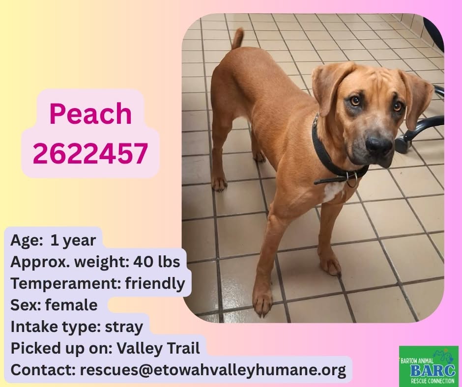 Peach, a Retriever, available for adoption