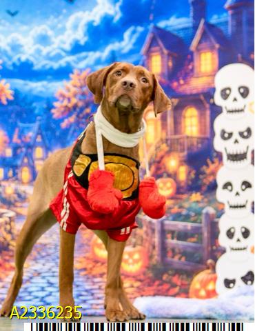 Strider, a Chocolate Labrador Retriever, available for adoption
