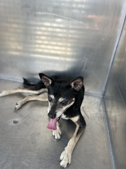 Tuck, a Chihuahua, available for adoption