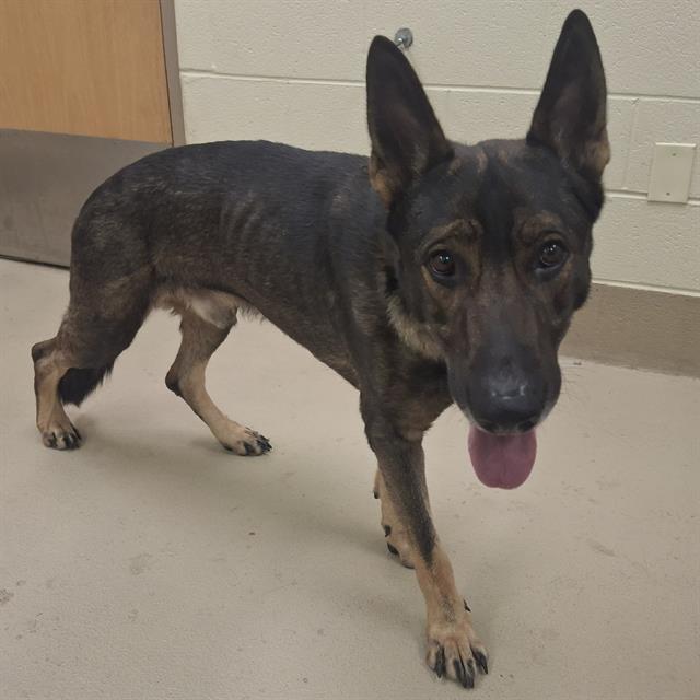 Elio, a Dutch Shepherd (mix breed), available for adoption