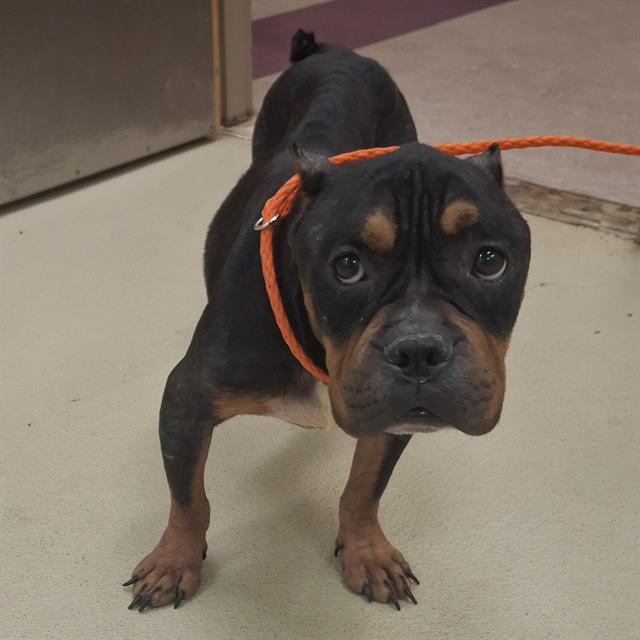 Lara, a American Bulldog (mix breed), available for adoption