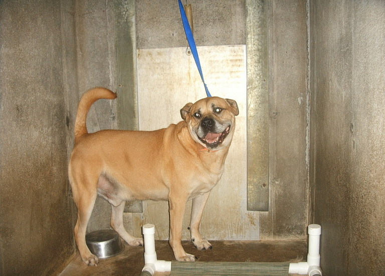 Other Photos of thie Dog