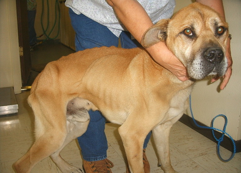 Other Photos of thie Dog