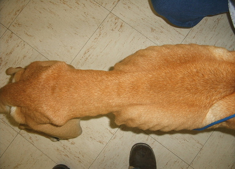 Other Photos of thie Dog