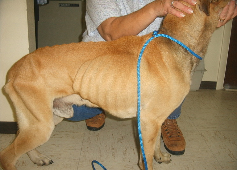 Other Photos of thie Dog
