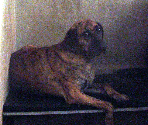 Other Photos of thie Dog