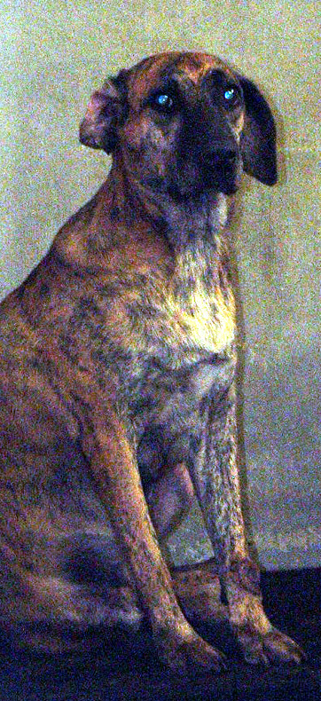 Other Photos of thie Dog