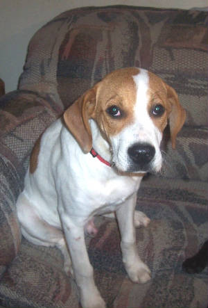 Main Photo of this Dog