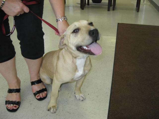 Main Photo of this Dog