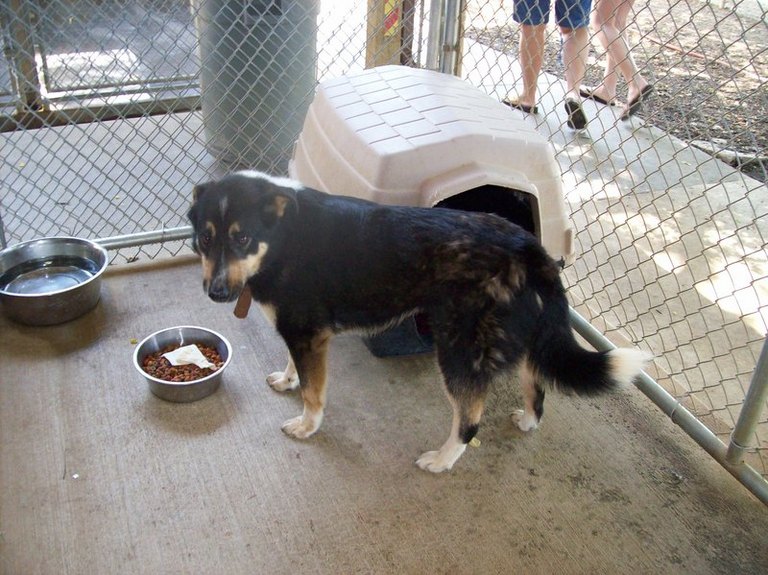 Other Photos of thie Dog