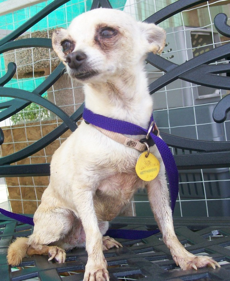 Other Photos of thie Dog