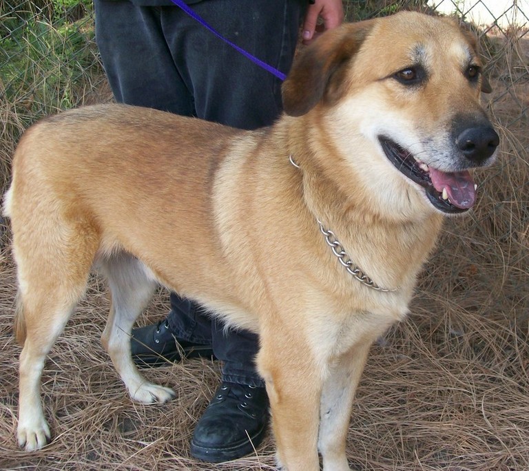 Other Photos of thie Dog