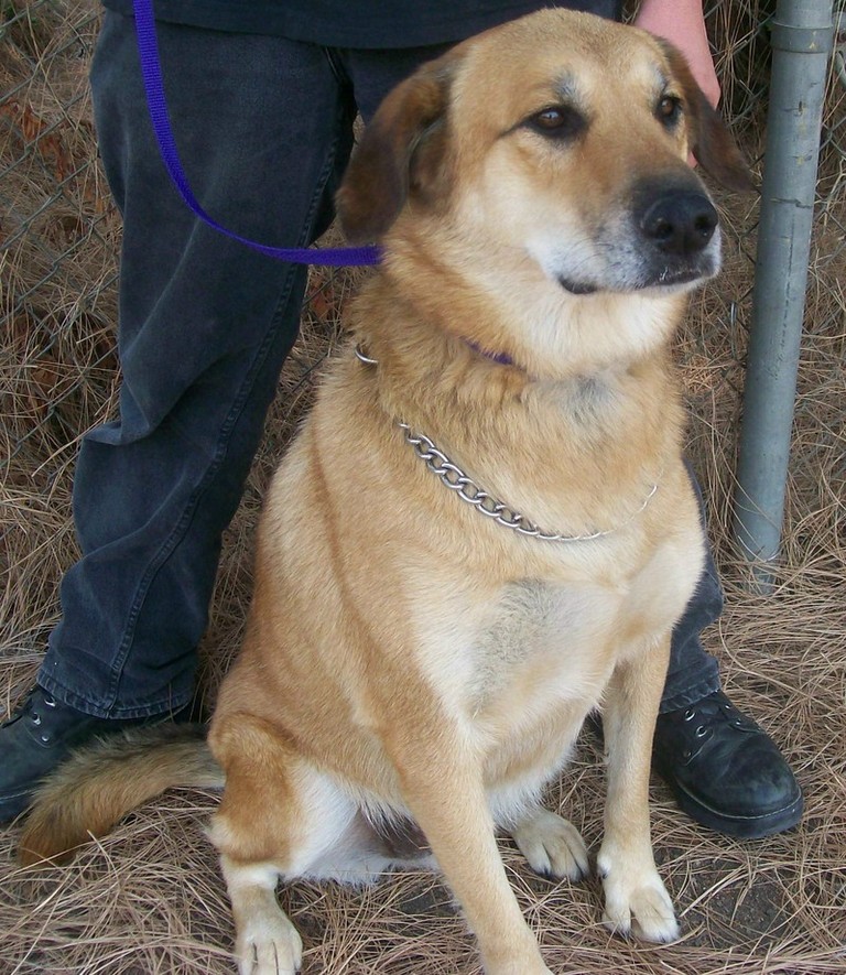 Other Photos of thie Dog